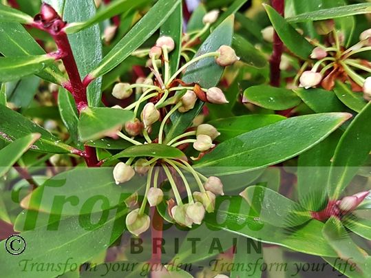Tasmannia lanceolata - buds forming in Mid-Spring
