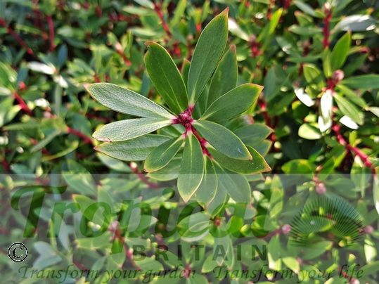 Tasmannia lanceolata 