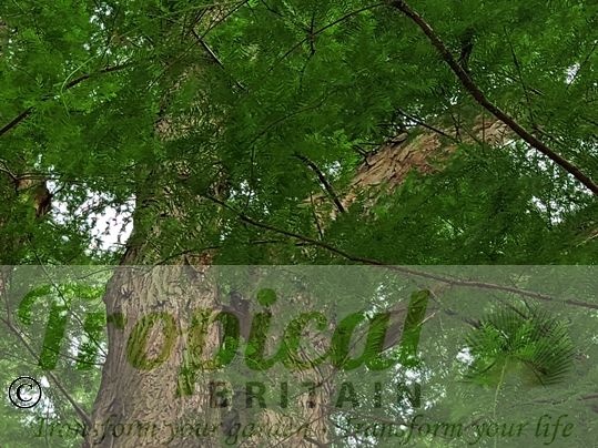 Taxodium distichum