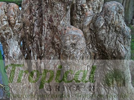 Taxodium distichum - Cypress Knees