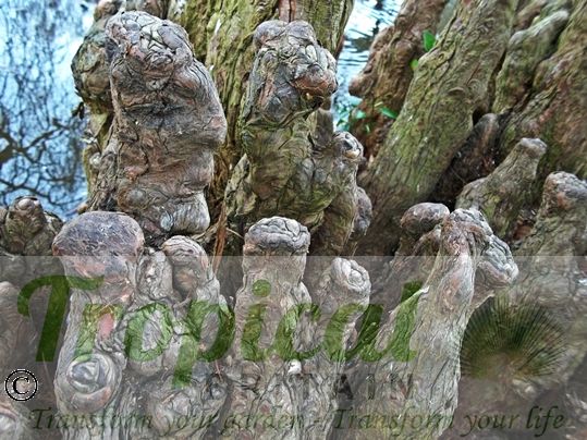 Taxodium distichum - the Cypress Knees