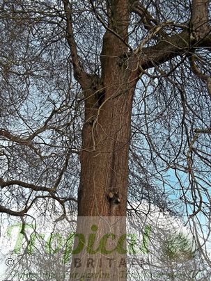 Taxodium distichum - early Spring before the foliage emerges