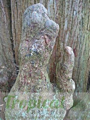 Taxodium distichum - Cypress Knees