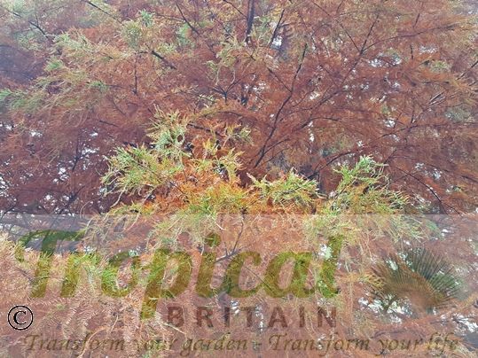 Taxodium distichum - autumn colour