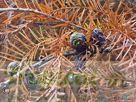 Taxodium distichum - seed cones