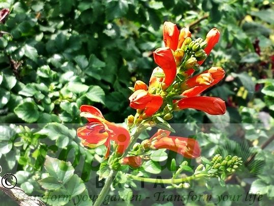 Tecoma capensis