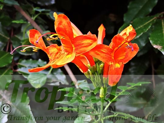 Tecoma capensis