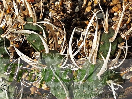 Tephrocactus articulatus