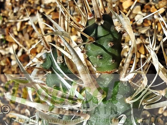 Tephrocactus articulatus