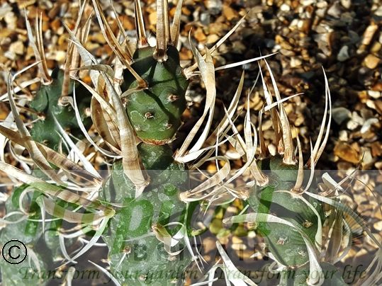 Tephrocactus articulatus