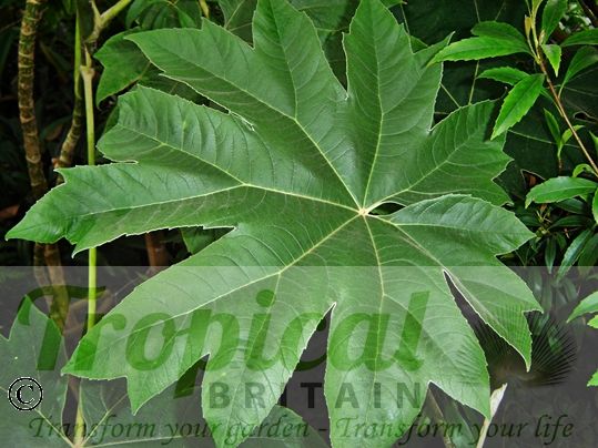 Tetrapanax papyrifer