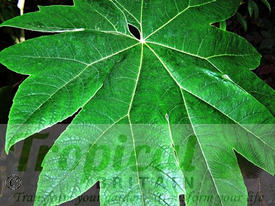 Tetrapanax papyrifer