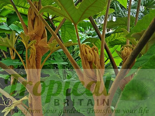 Tetrapanax papyrifer