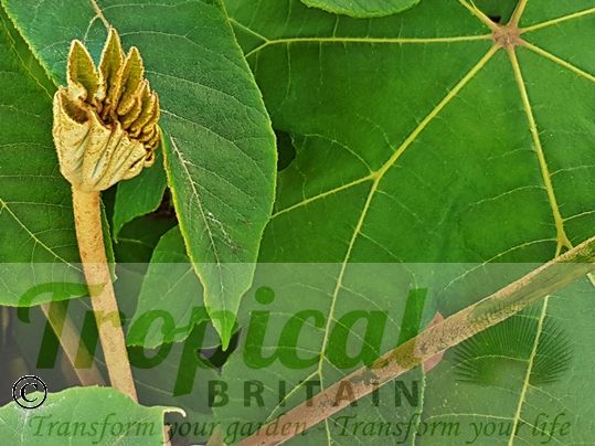 Tetrapanax papyrifer