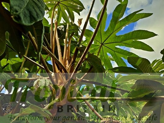 Tetrapanax papyrifer