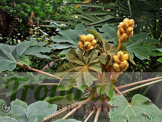 Tetrapanax papyrifer