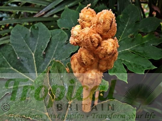 Tetrapanax papyrifer