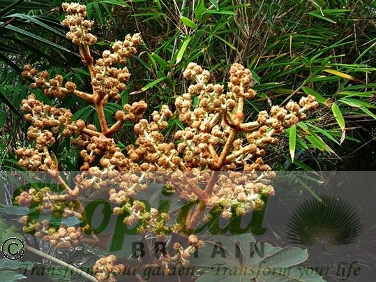 Tetrapanax papyrifer