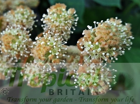 Tetrapanax papyrifer