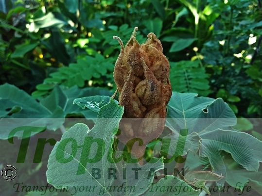 Tetrapanax papyrifer