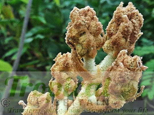 Tetrapanax papyrifer