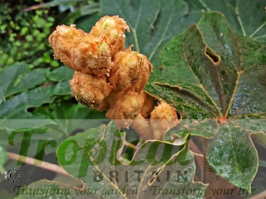 Tetrapanax papyrifer