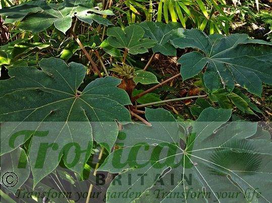 Tetrapanax papyrifer
