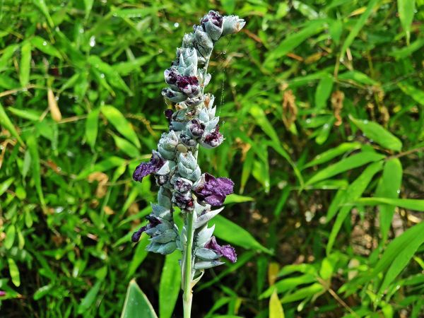 Thalia dealbata