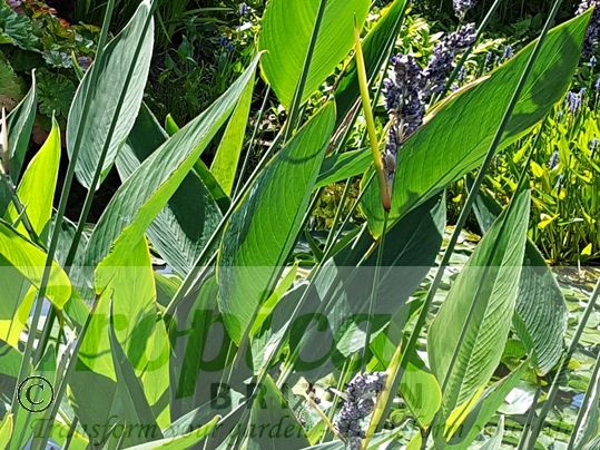 Thalia dealbata