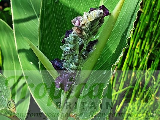 Thalia dealbata