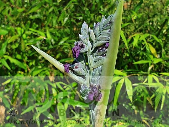 Thalia dealbata