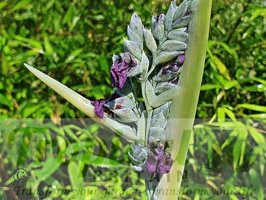 Thalia dealbata