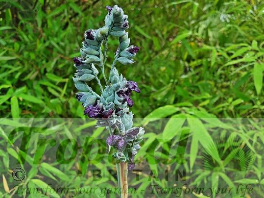Thalia dealbata
