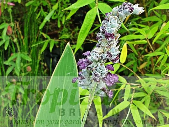 Thalia dealbata