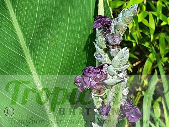 Thalia dealbata