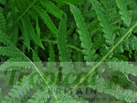 Thelypteris decursive-pinnata