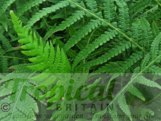 Thelypteris decursive-pinnata