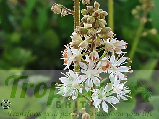 Tiarella wherryi