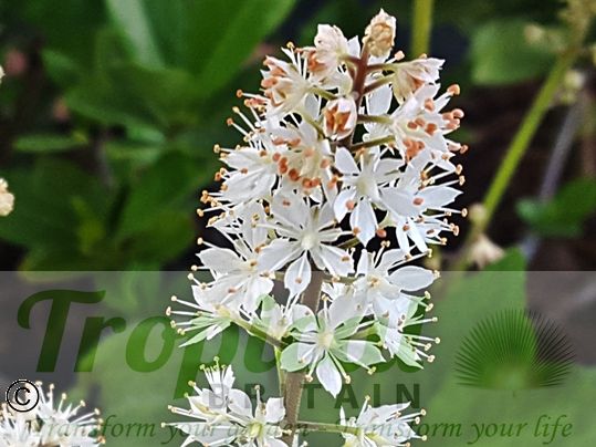 Tiarella wherryi