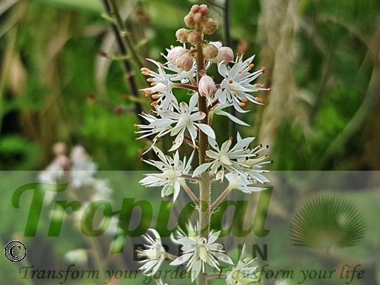 Tiarella wherryi