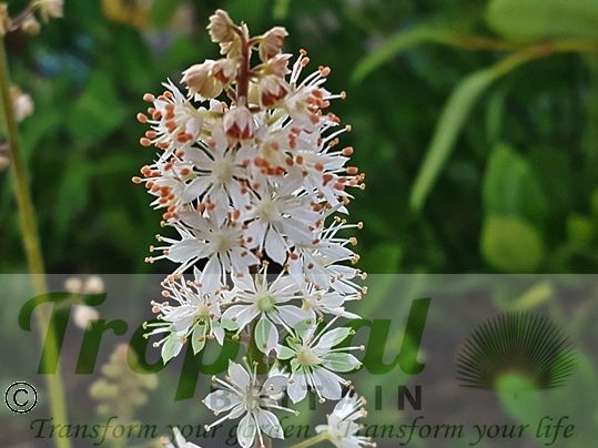 Tiarella wherryi