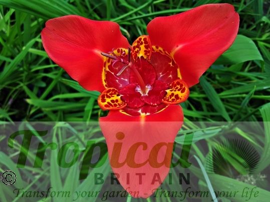 Tigridia pavonia 'Speciosa'