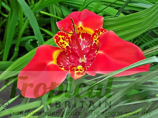 Tigridia pavonia 'Speciosa'