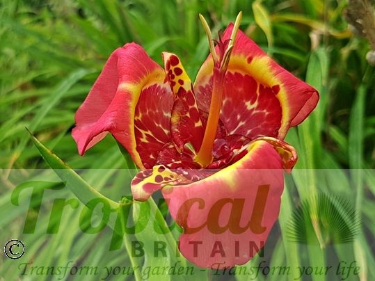 Tigridia pavonia 'Speciosa'