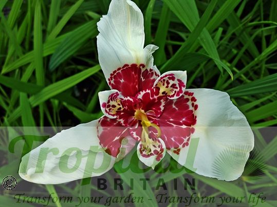 Tigridia pavonia 'Alba' 