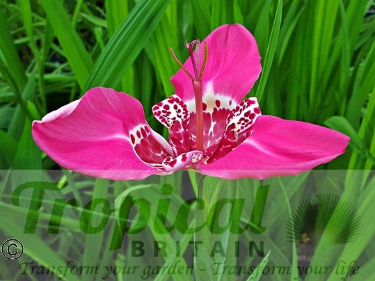 Tigridia pavonia 'Lilacea'