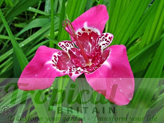 Tigridia pavonia 'Lilacea'