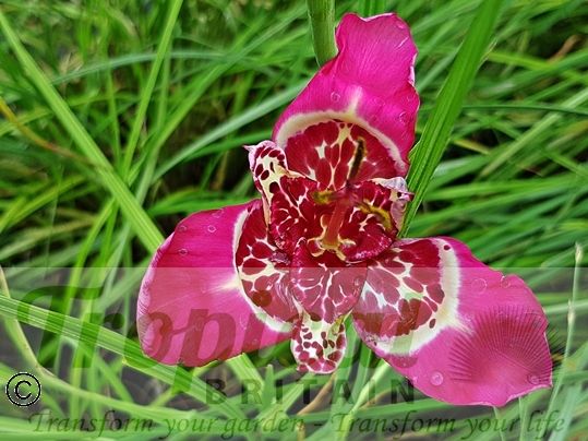 Tigridia pavonia 'Lilacea'﻿