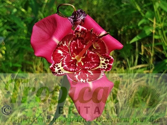 Tigridia pavonia 'Lilacea'﻿