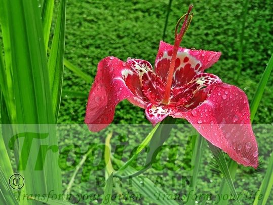 Tigridia pavonia 'Lilacea'